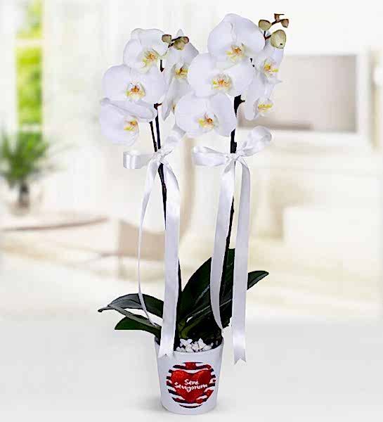 Çift Dallı Beyaz Orkide