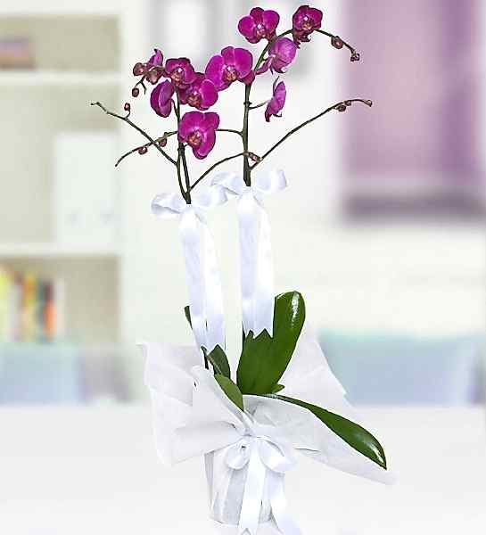 Çiftli Mor Orkide