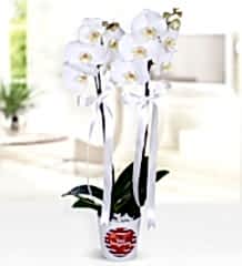 Çift Dallı Beyaz Orkide
