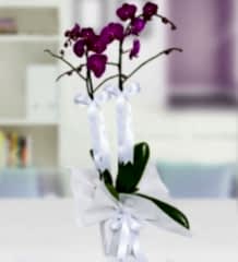 Çiftli Mor Orkide